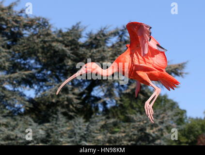 Karibik Scarlet Ibis (Eudocimus Ruber) während des Fluges kommt zur Landung Stockfoto