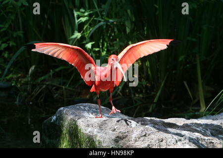 Nahaufnahme der Karibik Scarlet Ibis (Eudocimus Ruber) auf der Flucht vor einem blauen Himmel Stockfoto