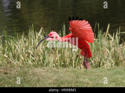 Nahaufnahme der Karibik Scarlet Ibis (Eudocimus Ruber) auf der Flucht vor einem blauen Himmel Stockfoto