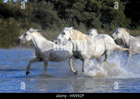 Camargue-Pferd, Equus Caballus, Saintes Marie De La Mer, Frankreich, Europa, Camargue Bouches du Rhone, eine Gruppe von Pferde galoppieren in Wasser Stockfoto