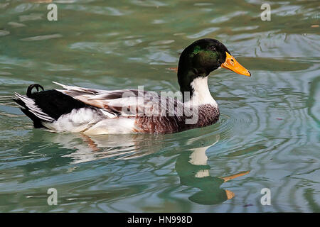 Ente im Pool in Bor-Serbien Stockfoto