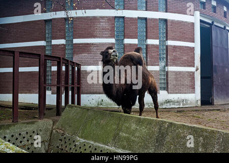 Belgrad, Serbien - 09.01.2014. Buckelig Kamele bei Belgrad ZOO Stockfoto