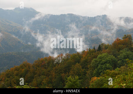 Nebligen Kiefernwald am Hang in Slowenien Stockfoto