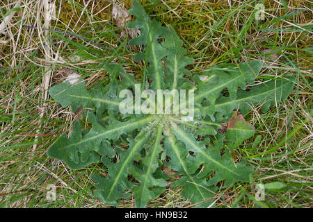 Gewöhnliches Ferkelkraut, Blatt, Blätter, Blattrosette, Hypochaeris Radicata, Spotted auprobieren Ohr Porcelle Stockfoto