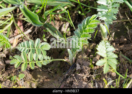 Gänse-Fingerkraut, Gänsefingerkraut, Blatt, Blätter Vor der Blüte, Blattunterseite, Gänsewiß, Grensel, Silberkraut, Säulkraut, Krampfkraut, Potentilla Stockfoto