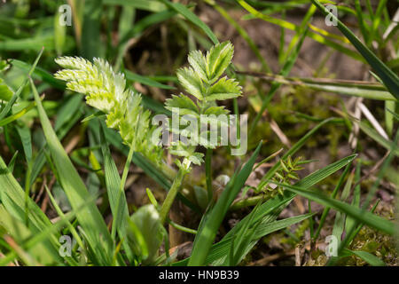 Gänse-Fingerkraut, Gänsefingerkraut, Blatt, Blätter Vor der Blüte, Blattunterseite, Gänsewiß, Grensel, Silberkraut, Säulkraut, Krampfkraut, Potentilla Stockfoto