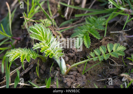 Gänse-Fingerkraut, Gänsefingerkraut, Blatt, Blätter Vor der Blüte, Blattunterseite, Gänsewiß, Grensel, Silberkraut, Säulkraut, Krampfkraut, Potentilla Stockfoto