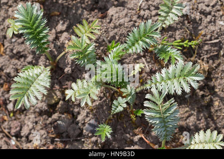 Gänse-Fingerkraut, Gänsefingerkraut, Blatt, Blätter Vor der Blüte, Blattunterseite, Gänsewiß, Grensel, Silberkraut, Säulkraut, Krampfkraut, Potentilla Stockfoto