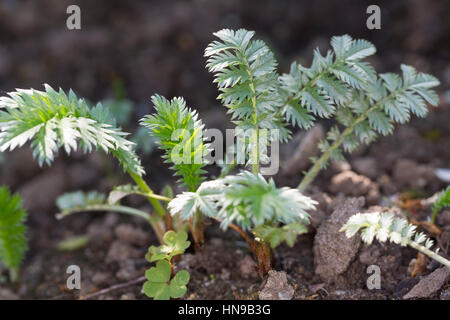 Gänse-Fingerkraut, Gänsefingerkraut, Blatt, Blätter Vor der Blüte, Blattunterseite, Gänsewiß, Grensel, Silberkraut, Säulkraut, Krampfkraut, Potentilla Stockfoto