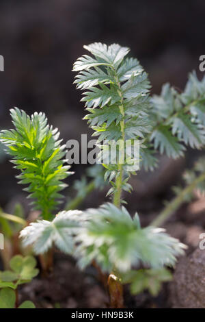 Gänse-Fingerkraut, Gänsefingerkraut, Blatt, Blätter Vor der Blüte, Blattunterseite, Gänsewiß, Grensel, Silberkraut, Säulkraut, Krampfkraut, Potentilla Stockfoto