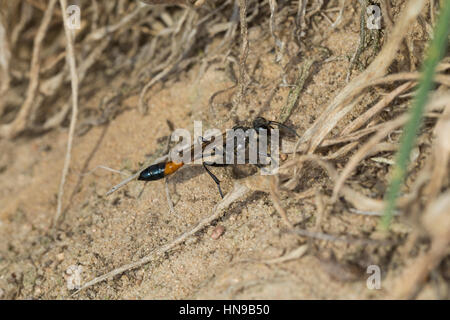 Gemeine Sandwespe, Weibchen, Ammophila Sabulosa, rot-banded Sand Wasp, Sand Digger Wespe, Weiblich, Grabwespe Stockfoto