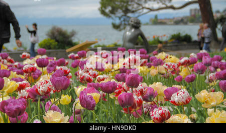 Schöne Tulpen im Park am See Stockfoto