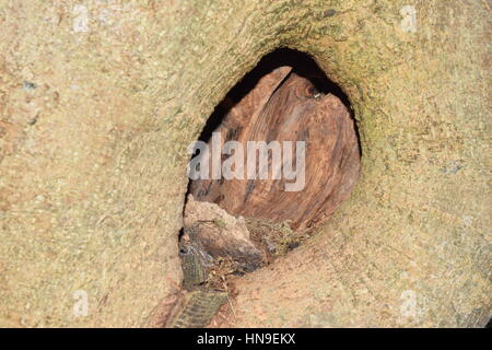 Nahaufnahme von einem hohlen Baum Stockfoto