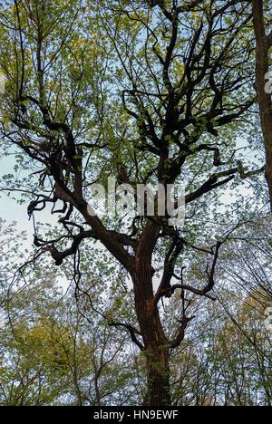 Weitverzweigt Baum auf dem blauen Himmelshintergrund Stockfoto