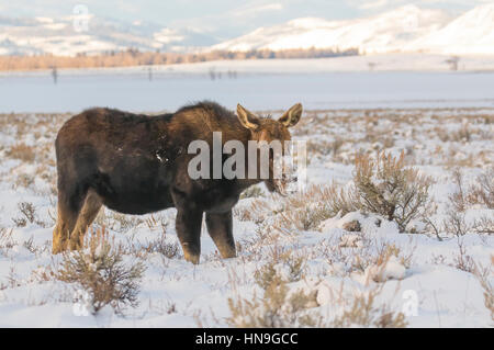 Bull Moose, das Geweih im tiefen Schnee nach Nahrung Graben verloren hat Stockfoto