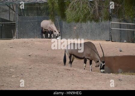 Der gemsbok oder gemsbuck (Oryx gazella) ist große Antilope im Oryx Gattung. Sie ist heimisch in trockenen Regionen Südliches Afrika, Oasis Park, Fuerteventura Stockfoto