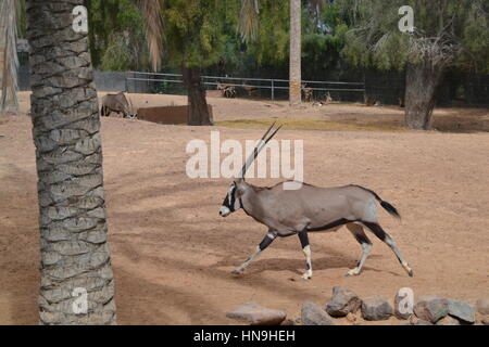 Der gemsbok oder gemsbuck (Oryx gazella) ist große Antilope im Oryx Gattung. Sie ist heimisch in trockenen Regionen Südliches Afrika, Oasis Park, Fuerteventura Stockfoto