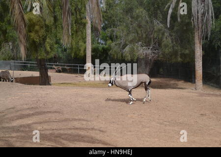 Der gemsbok oder gemsbuck (Oryx gazella) ist große Antilope im Oryx Gattung. Sie ist heimisch in trockenen Regionen Südliches Afrika, Oasis Park, Fuerteventura Stockfoto