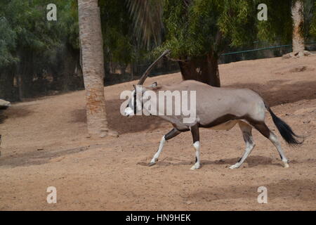 Der gemsbok oder gemsbuck (Oryx gazella) ist große Antilope im Oryx Gattung. Sie ist heimisch in trockenen Regionen Südliches Afrika, Oasis Park, Fuerteventura Stockfoto