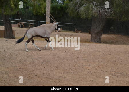 Der gemsbok oder gemsbuck (Oryx gazella) ist große Antilope im Oryx Gattung. Sie ist heimisch in trockenen Regionen Südliches Afrika, Oasis Park, Fuerteventura Stockfoto