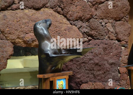 Ein sea lion ist eine aquatische Säugetier im Allgemeinen in flachen Gewässern gefunden. Sie lernten Sie eine Show im Pool zu machen. Stockfoto