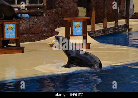 Ein sea lion ist eine aquatische Säugetier im Allgemeinen in flachen Gewässern gefunden. Sie lernten Sie eine Show im Pool zu machen. Stockfoto