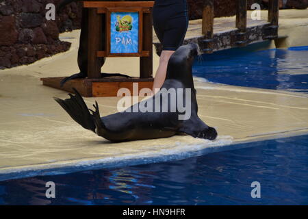 Ein sea lion ist eine aquatische Säugetier im Allgemeinen in flachen Gewässern gefunden. Sie lernten Sie eine Show im Pool zu machen. Stockfoto