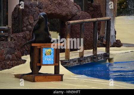 Ein sea lion ist eine aquatische Säugetier im Allgemeinen in flachen Gewässern gefunden. Sie lernten Sie eine Show im Pool zu machen. Stockfoto