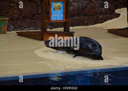 Ein sea lion ist eine aquatische Säugetier im Allgemeinen in flachen Gewässern gefunden. Sie lernten Sie eine Show im Pool zu machen. Stockfoto