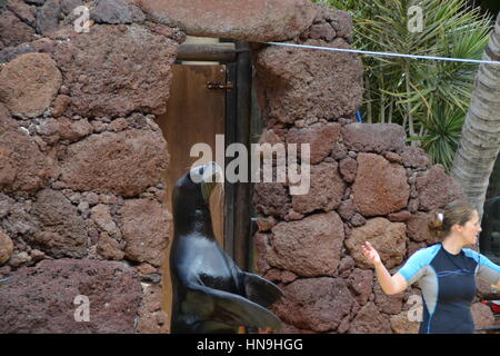 Ein sea lion ist eine aquatische Säugetier im Allgemeinen in flachen Gewässern gefunden. Sie lernten Sie eine Show im Pool zu machen. Stockfoto