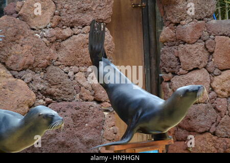 Ein sea lion ist eine aquatische Säugetier im Allgemeinen in flachen Gewässern gefunden. Sie lernten Sie eine Show im Pool zu machen. Stockfoto