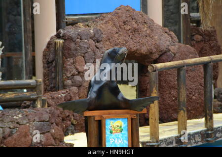 Ein sea lion ist eine aquatische Säugetier im Allgemeinen in flachen Gewässern gefunden. Sie lernten Sie eine Show im Pool zu machen. Stockfoto