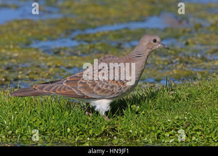 Eurasische Turteltaube (Streptopelia Turtur) unreif zu Fuß durch Teich Eccles-on-Sea, Norfolk, September Stockfoto