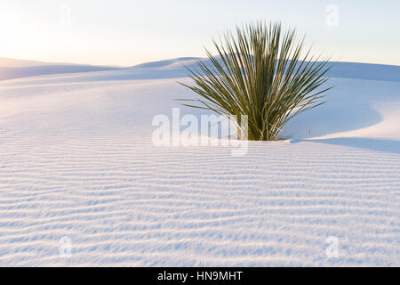 Soaptree Yucca (Yucca elata) White Sands National Monument, New Mexico Stockfoto