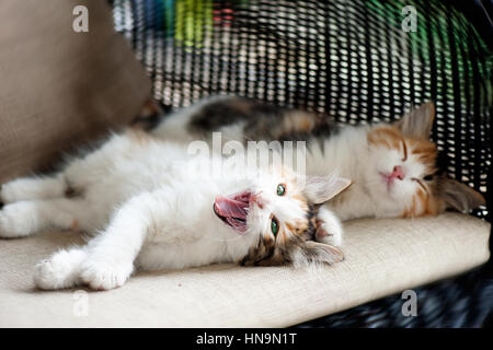 Schlaf und sleepy kitten Stockfoto