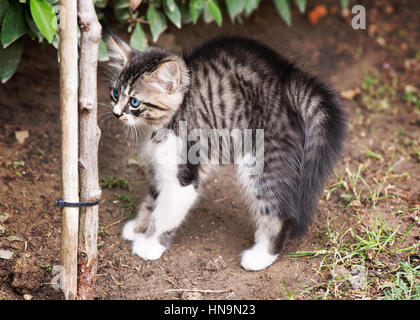 Ein flauschiges Kätzchen mit auffälligen blauen Augen steht wachsam in einem Garten, Stockfoto