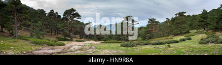 Kiefer-Wald im Guadarrama Mountains National Park, Provinz von Madrid, Spanien. Foto von Collado Ventoso (Windy Col). Stockfoto