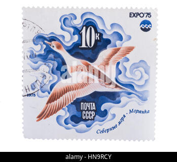 UdSSR - ca. 1975: Eine Briefmarke gedruckt in Long-tailed Duc-shows Stockfoto