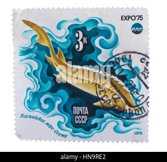 USSR - CIRCA 1975: Eine Briefmarke gedruckt in den Shows Fisch Sturgeo Stockfoto
