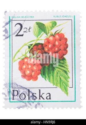 Polen - ca. 1981: Eine Briefmarke gedruckt in zeigt Rubus Idaeu Stockfoto