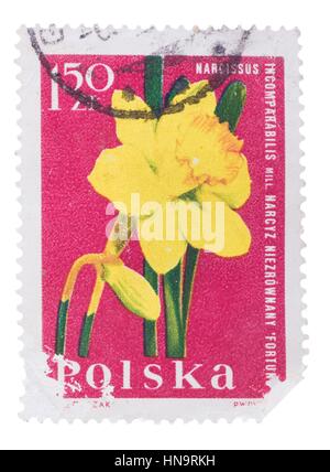 Polen - CIRCA 1964: Stempel gedruckt, zeigt Narcissus, c Stockfoto