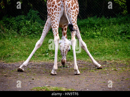 Giraffe Baby ernähren sich von Blättern in der Biegung position Stockfoto