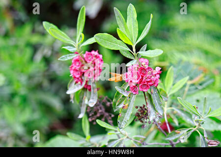 Kalmia Polifolia, aka Bog Laurel in Blüte mit gelben Moth entlang Wanderweg im Wald Temagami Seen, Ontario, Canada Stockfoto