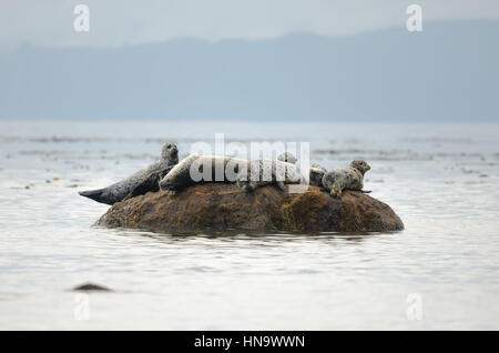 Seehunde entspannend auf Felsen Stockfoto