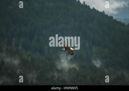 Soaring Eagle über üppige Küstengebirge Stockfoto