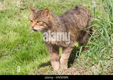 Die europäische Wildkatze (Felis silvestris) Stockfoto