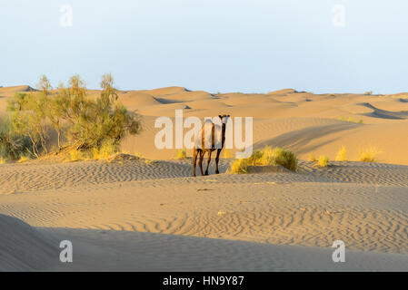 wilde Kamel in den Sanddünen der Wüste Dasht-e Kavir, Farahzad, Iran Stockfoto