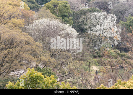 Gesamtansicht der Rikugien Garten, Bunkyo-Ku, Tokyo, Japan Stockfoto