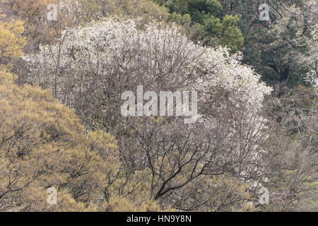 Gesamtansicht der Rikugien Garten, Bunkyo-Ku, Tokyo, Japan Stockfoto