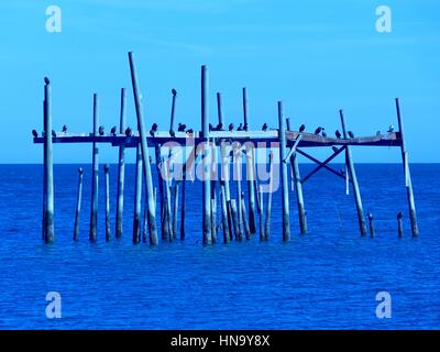 Anhingas Schlafplatz auf den Überresten der legendären ruiniert "Honeymoon Cottage," Cedar Key, Florida, USA Stockfoto